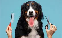 Estas estéticas caninas móviles destacan en Nuevo León