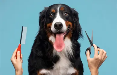 Estas estéticas caninas móviles destacan en Nuevo León