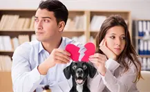 ¿Quién se queda el perro? Diputado de Durango promueve ley para definir custodia en caso de divorcio