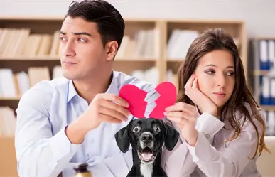 ¿Quién se queda el perro? Diputado de Durango promueve ley para definir custodia en caso de divorcio