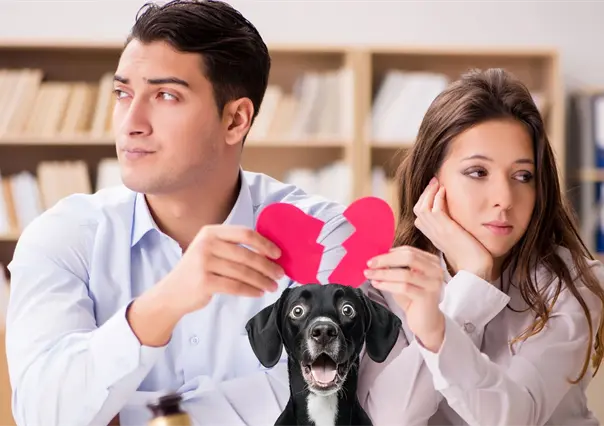 ¿Quién se queda el perro? Diputado de Durango promueve ley para definir custodia en caso de divorcio