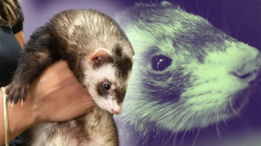 ¡Buscan a su dueño! Rescatan a hurón que cayó del techo en Santa Catarina