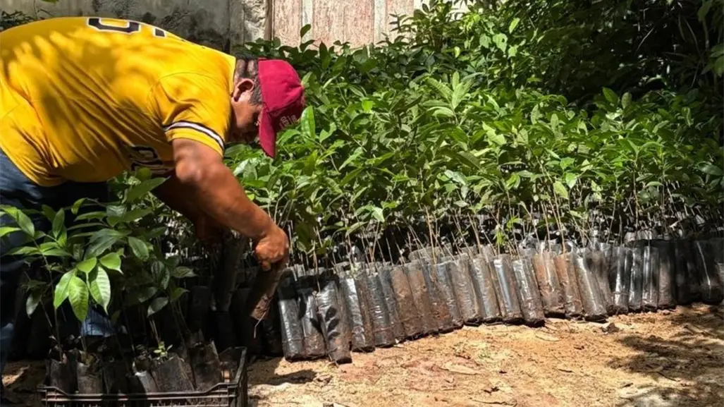 Gobierno de Yucatán entrega árboles en el oriente del estado