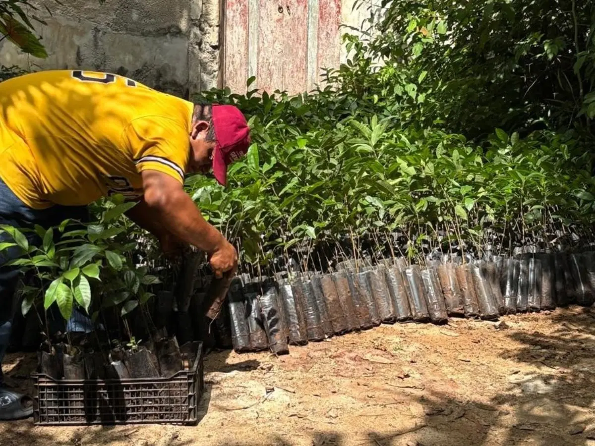 La SDS y la Seder entregaron 8,050 árboles producidos por el vivero comunitario Chúumuk Lu’um para recuperar áreas degradadas en Valladolid, Temozón y Tizimín.- Fuente Gobierno del Estado