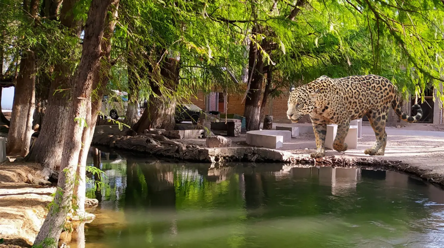Aseguran que vieron un jaguar en La Constancia, Nombre de Dios. Foto: Especial.
