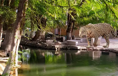 Reportan un jaguar deambulando por La Constancia, Nombre de Dios; esto se sabe