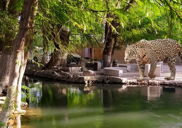 Reportan un jaguar deambulando por La Constancia, Nombre de Dios; esto se sabe