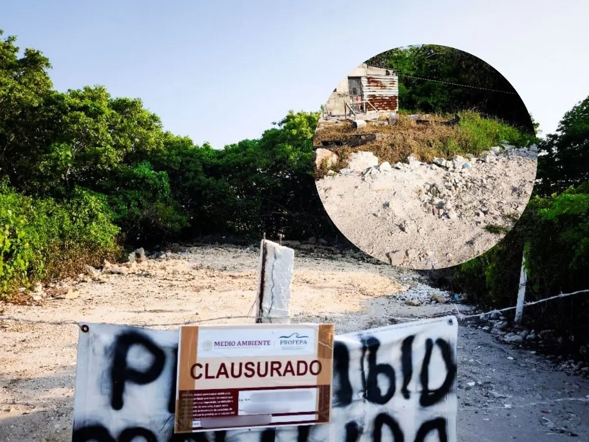 La Profepa realizó la clausura de dos predios ubicados en una zona de manglar de Chicxulub Puerto por realizar el relleno de dicho sitio protegido.- Fuente Profepa