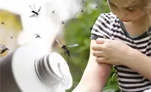 Mosquitos en Yucatán: 5 consejos para dormir sin picaduras