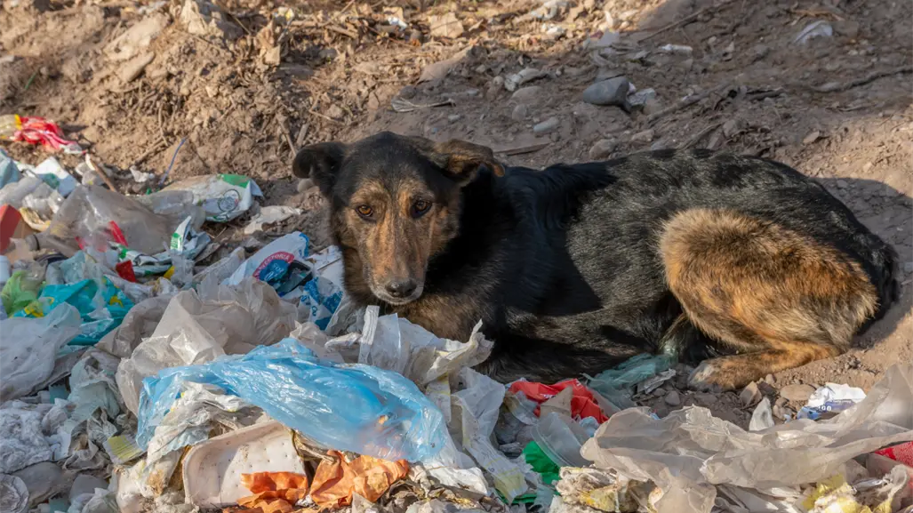 VIDEO | Mujer abandona a perrito en la Álvaro Obregón; ¿qué sanción podría enfrentar?