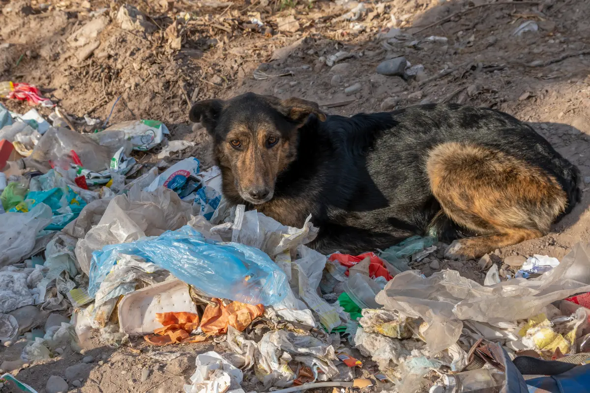 Perro abandonado en la CDMX. Foto: Canva