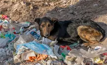 VIDEO | Mujer abandona a perrito en la Álvaro Obregón; ¿qué sanción podría enfrentar?