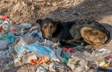 VIDEO | Mujer abandona a perrito en la Álvaro Obregón; ¿qué sanción podría enfrentar?