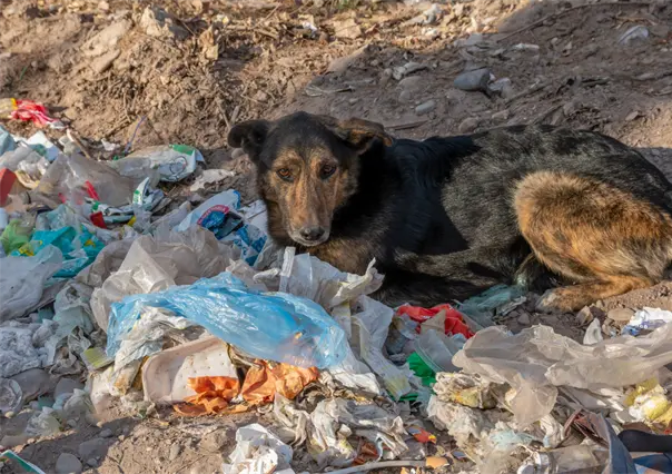 VIDEO | Mujer abandona a perrito en la Álvaro Obregón; ¿qué sanción podría enfrentar?