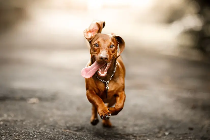 Las inscripciones siguen abiertas y los fondos se usarán para esterilizaciones de perros y gatos. Foto: Biblioteca Canva