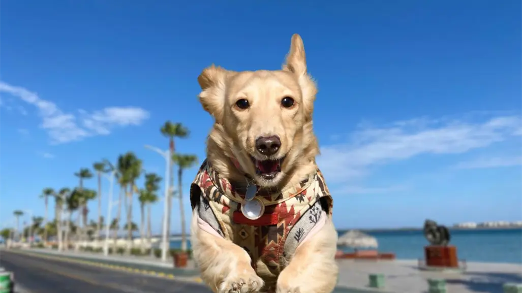 "Run 4 Paws" cambia de fecha ante alerta de lluvias en La Paz