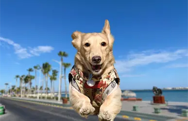"Run 4 Paws" cambia de fecha ante alerta de lluvias en La Paz