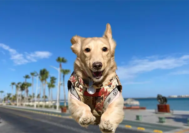 "Run 4 Paws" cambia de fecha ante alerta de lluvias en La Paz