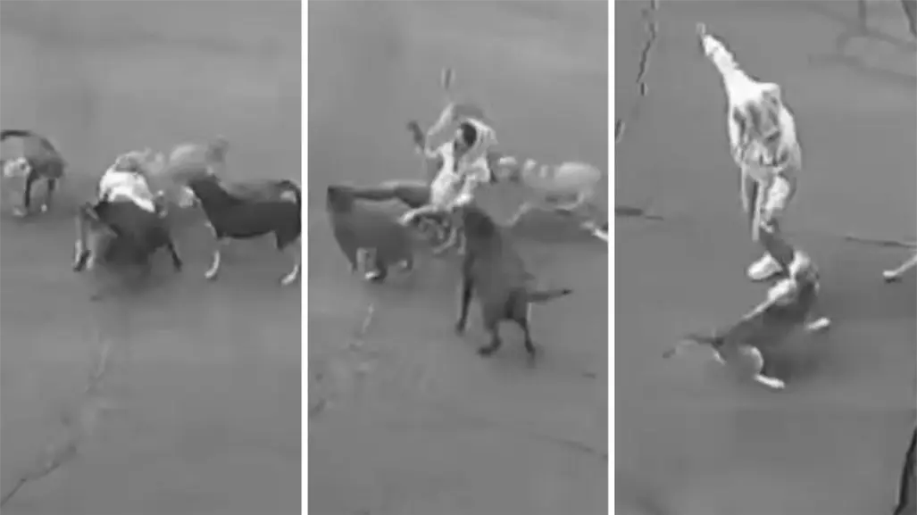 VIDEO | Mujer casi es devorada por jauría en Ixtapaluca; autoridades buscan a los perros agresivos