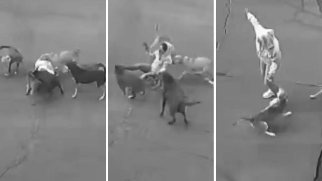 Mujer casi es devorada por jauría en Ixtapaluca; autoridades buscan a los perros agresivos. Foto: @FernandoCruzFr7