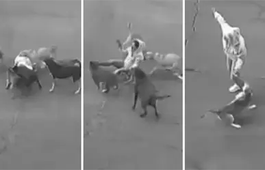 VIDEO | Mujer casi es devorada por jauría en Ixtapaluca; autoridades buscan a los perros agresivos