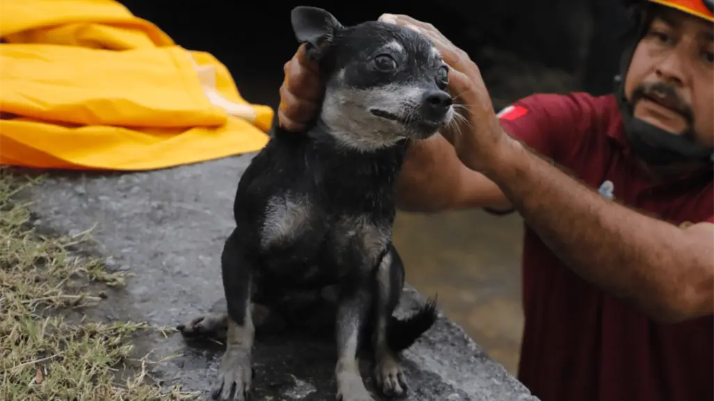 ¡Super rescate! Salvan a perrito que cayó a canal pluvial en Escobedo