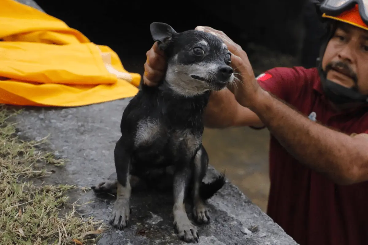 Una vez fuera de peligro, el perrito fue trasladado a las instalaciones de la Dirección de Bienestar y Protección Animal Municipal. Foto: Gobierno de Escobedo.