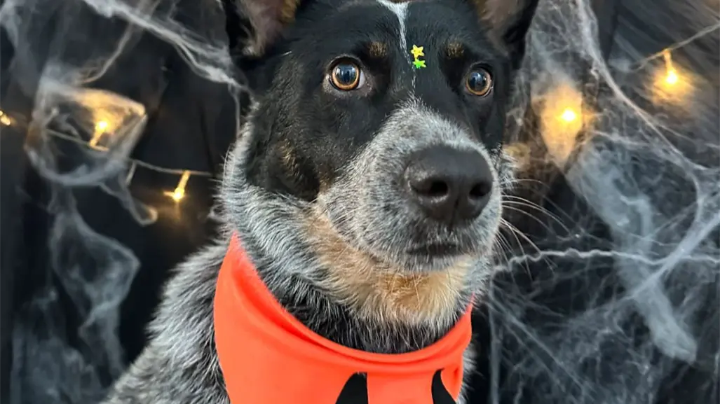 En Allegree Victoria está listo set de Halloween para tu mascota