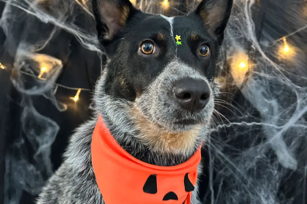 Sesión de fotos Halloween mascotas Ciudad Victoria en Allegree, con disfraces y accesorios para que tu perro o gato luzca en esta temporada.