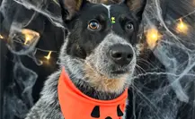 En Allegree Victoria está listo set de Halloween para tu mascota