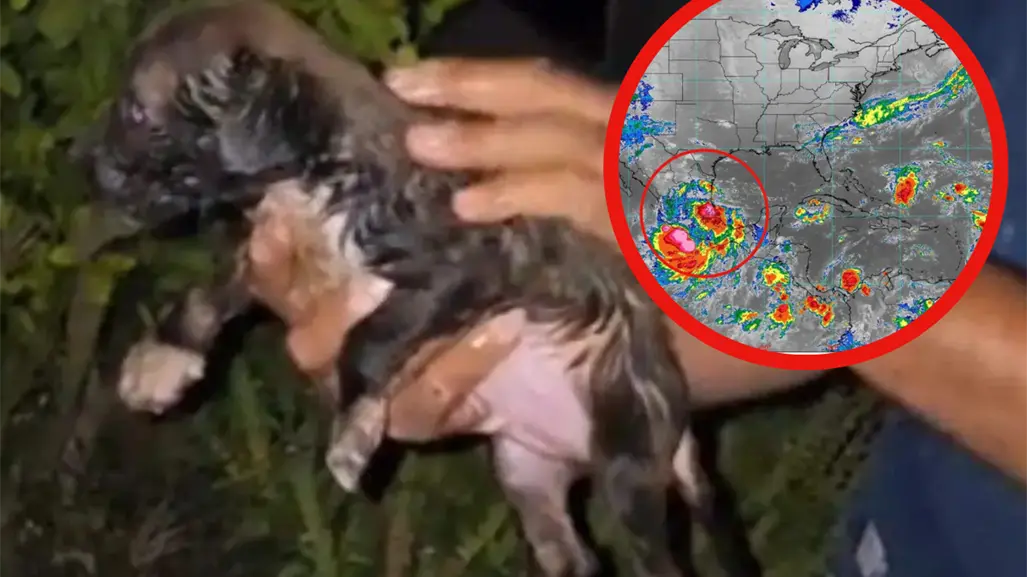 Cachorrito en Reynosa queda atrapado por lluvias y es salvado por autoridades