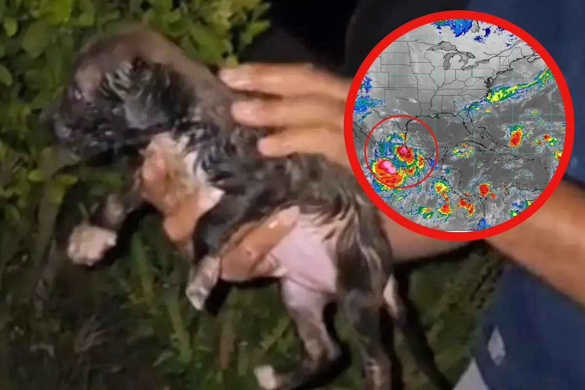 Las fuertes lluvias en Tamaulipas causaron que un cachorrito quedara atrapado en Reynosa; autoridades lograron su rescate y protección.