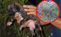 Cachorrito en Reynosa queda atrapado por lluvias y es salvado por autoridades