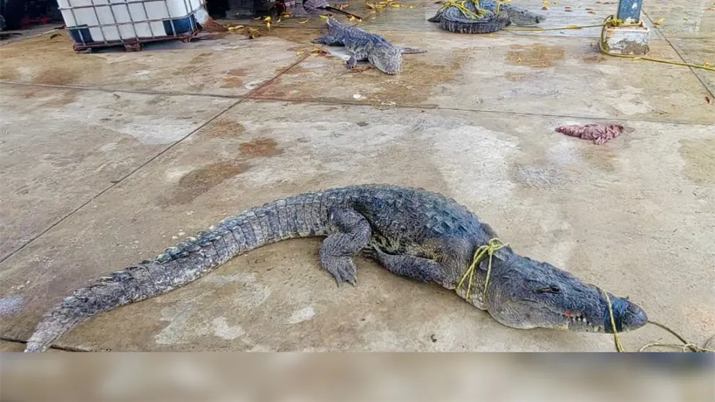 Capturan cocodrilos de casi tres metros en calles del sur de Tamaulipas