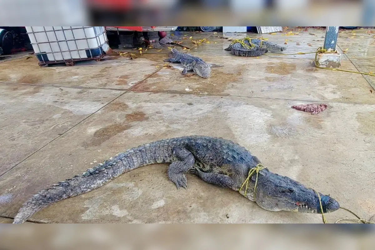 Al menos tres ejemplares de cerca de tres metros de longitud han sido capturados en el sur de Tamaulipas tras las recientes lluvias. Foto: Axel Hassel