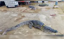 Capturan cocodrilos de casi tres metros en calles del sur de Tamaulipas