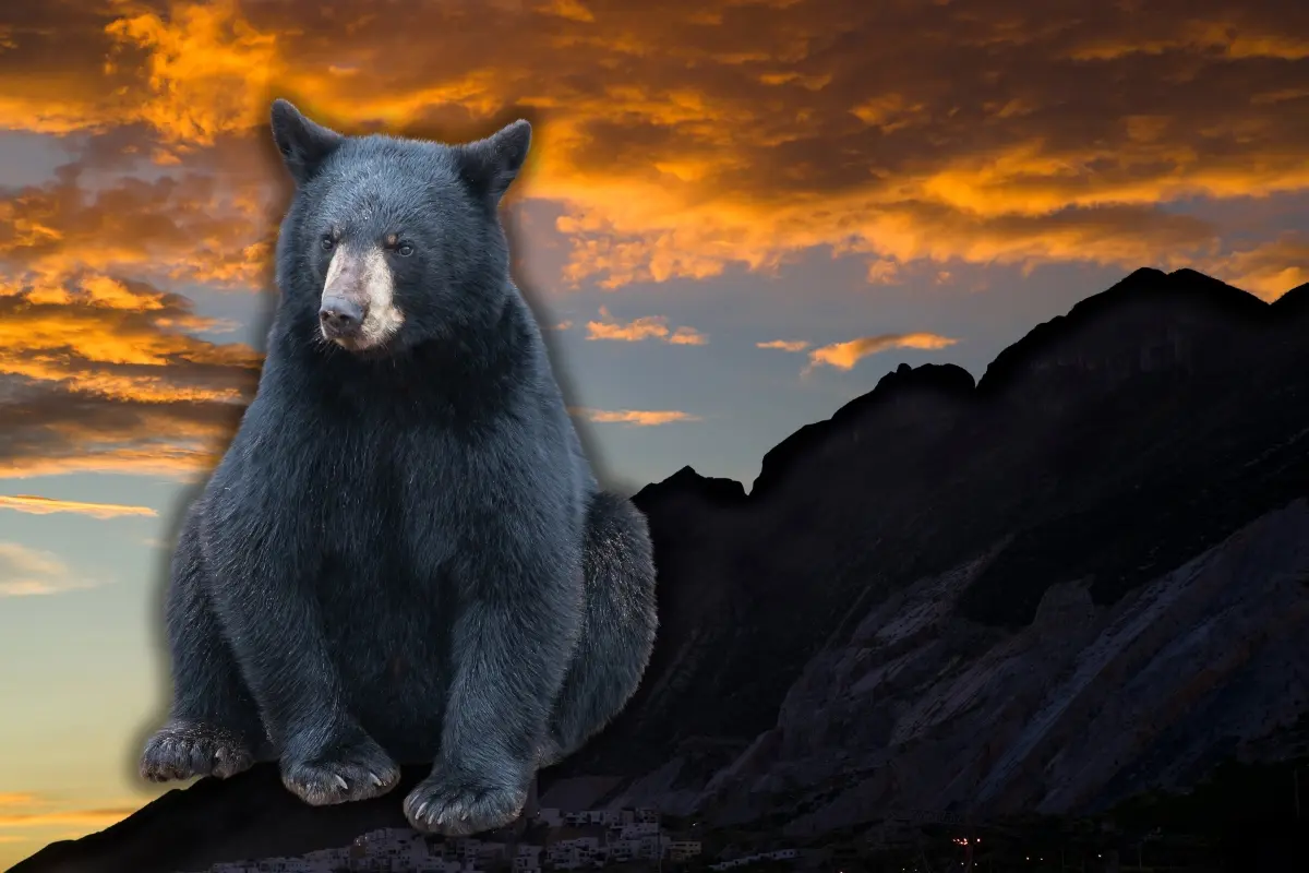 Una montaña en Nuevo León y un oso negro. Foto: Canva