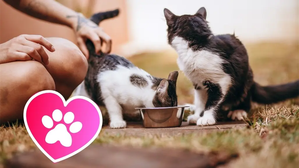 Feria de los Animales en Saltillo: adopciones, carreras perrunas y actividades por el bienestar animal