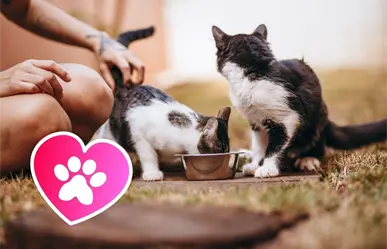 Feria de los Animales en Saltillo: adopciones, carreras perrunas y actividades por el bienestar animal