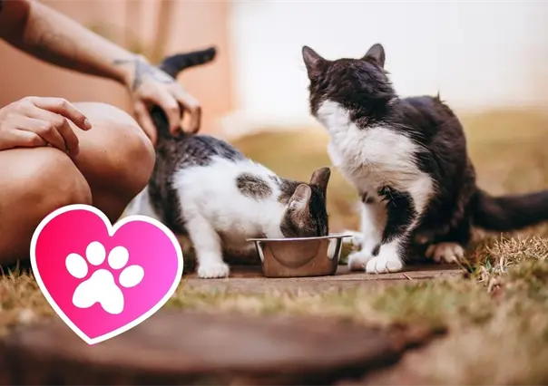 Feria de los Animales en Saltillo: adopciones, carreras perrunas y actividades por el bienestar animal