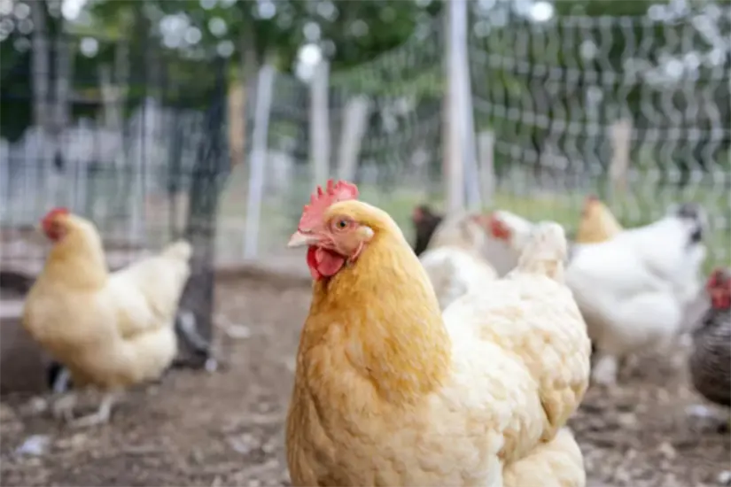 Se realizan muestras de monitoreo en aves silvestres y domésticas | Foto: Freepik