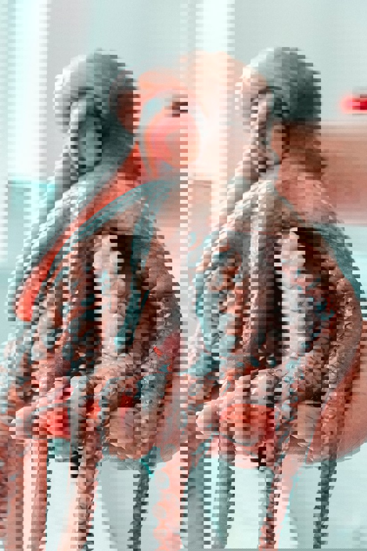 imagen-cuerpo imagen-cuerpo