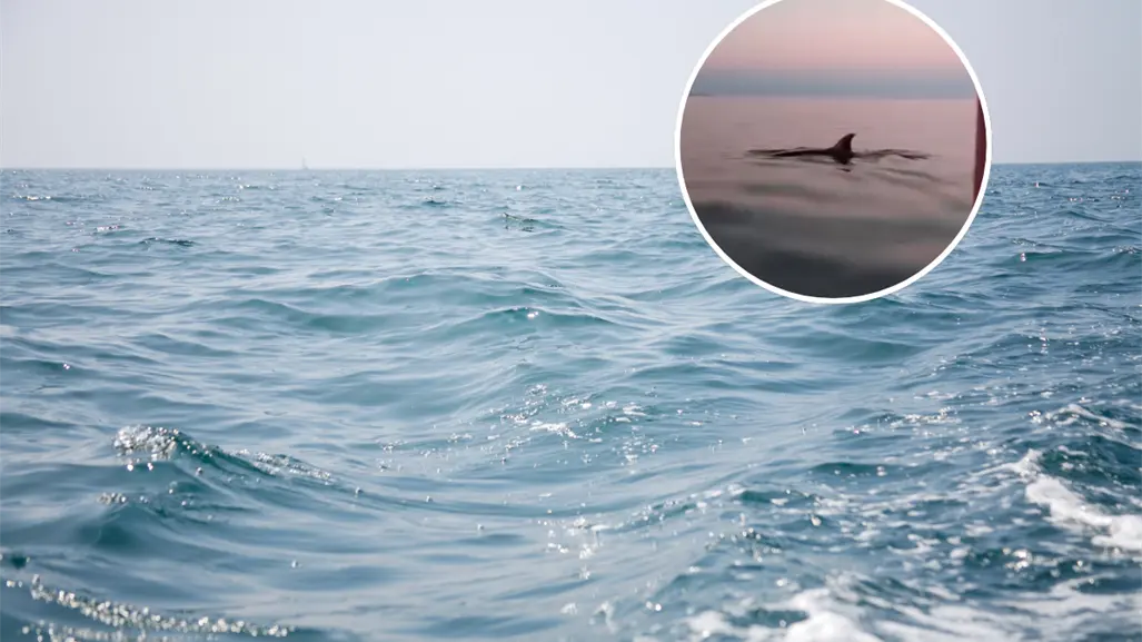VIDEO | Orca sorprende a pescadores ribereños en Santa Rosalía