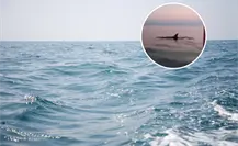 VIDEO | Orca sorprende a pescadores ribereños en Santa Rosalía