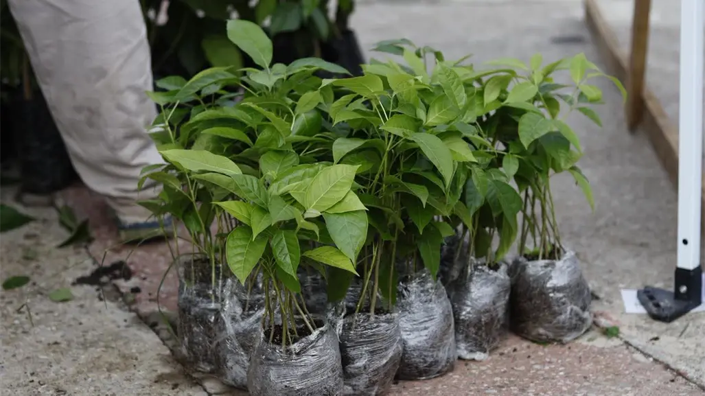 Tabasco busca sembrar 2.4 millones de árboles en un solo día