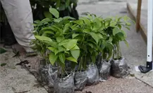 Tabasco busca sembrar 2.4 millones de árboles en un solo día