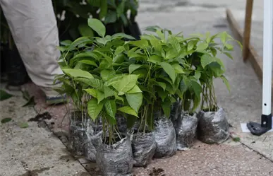 Tabasco busca sembrar 2.4 millones de árboles en un solo día