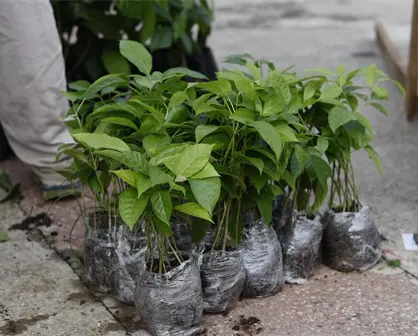 Tabasco busca sembrar 2.4 millones de árboles en un solo día