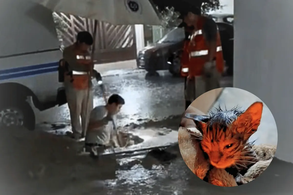 Cuadrilla de A&D rescata a gatito atrapado en drenaje en Escobedo: una madrugada de solidaridad y precisión técnica. Foto: Canva.
