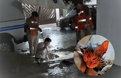 Cuadrilla de A&D rescata a gatito atrapado en drenaje en Escobedo